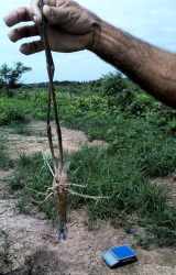 Hand with plant roots over cultivated soil on farm in Aguadulce Panama