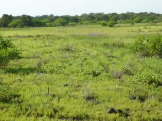 Vast rural farmland and open fields with grass and bushes El Roble Aguadulce Panama