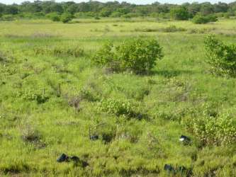 Open countryside grassland for farming and livestock in El Roble Panama