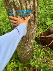 Reforested area with Cedro Amargo hardwood trees near farm hilltop with Pacific view Veraguas Panama
