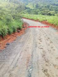 Expansive green grasslands with rolling hills at farmland with ocean views Veraguas Panama