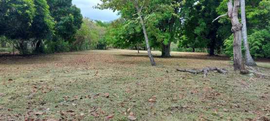 Flat clear lot with tree coverage ideal for development near Pan-American Highway Chame Panama