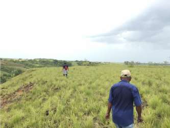 Rolling hills, sparse trees, and open land with grasses ideal for agriculture or development in Rio Hato Panama