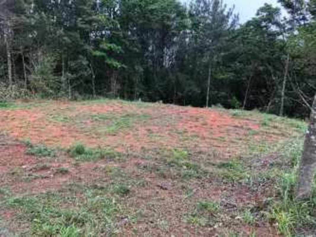Cleared development lot with lush forest edge in Altos de Cerro Azul Panama
