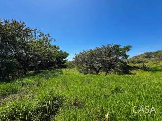 Green pasture fields and trees on farmland near Cañazas, Veraguas Panama
