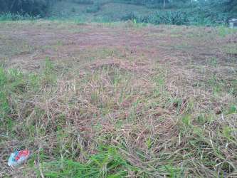 Vacant flat terrain with natural vegetation in Buena Vista Colón Panama