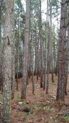 Dense pine forest with trees along Calle Niza mountain residential area Altos del María Panama