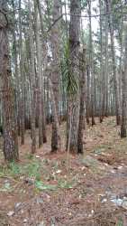 Private wooded mountain land with pine trees ideal for residence in Calle Niza sector Altos del María Panama