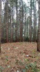 Land for Sale in Altos del María - 0 bedrooms