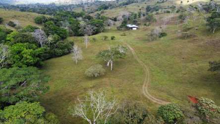 Wide aerial of rolling hills pastureland trees on farm for sale La Chorrera Panama
