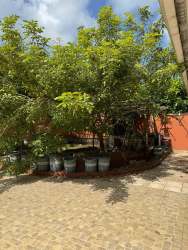 Private courtyard with large tree, potted plants and brick paving Costa Verde Colón
