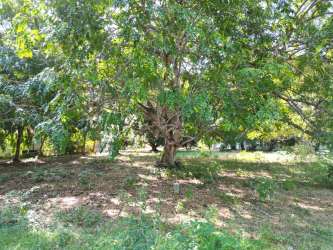 Tree-lined buildable land 500 meters from beach in Coronado Panama flat and titled ready to build