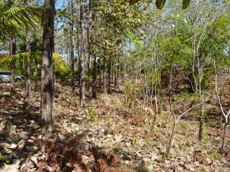 Natural hillside lot with ocean and forest views in Puerto Escondido Pedasí Panama