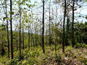 Ocean View Lot in Puerto Escondido Pedasí 5000m2