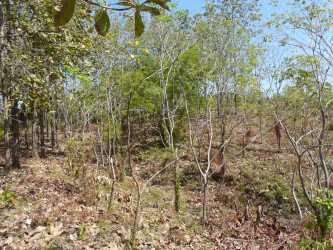 Natural teak forest lot with gentle slope ideal for coastal villa build Pedasí Panama