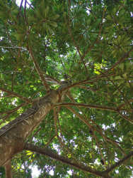 Green mature canopy of large tree at rural estate Veraguas Panama
