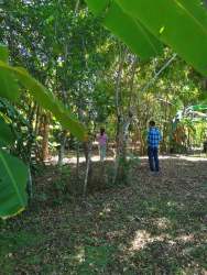 Dense vegetation area rural property Atalaya Veraguas
