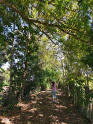 Lush tree-lined garden trail in country estate Atalaya Panama