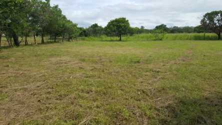 Open clear flat lot with fence and trees along highway Penonome Cocle for sale