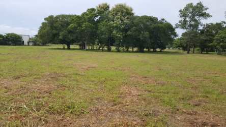 Flat open field with scattered trees Penonome Cocle along Interamericana for sale