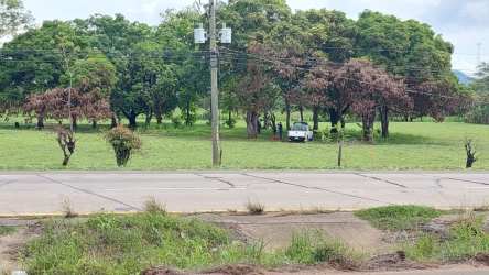 Open green land plot with mature trees near highway Penonome Cocle for sale