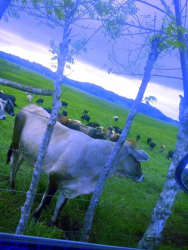 110 Hectare Cattle and Dairy Farm in Santiago Veraguas