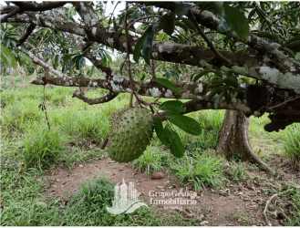5 Hectares Farm with Water Wells & Avocados in Bugaba