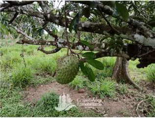 Agricultural Land for Sale in Renacimiento - 0 bedrooms