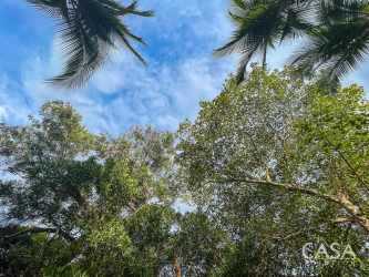 Lush tropical beachfront property with tall trees in Playa Las Lajas San Félix Panama