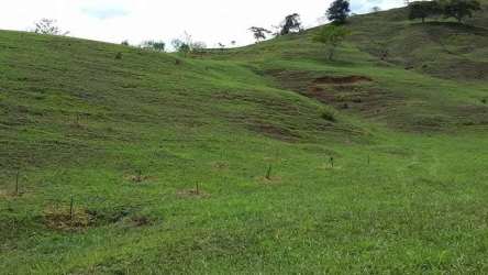 Hillside land with scattered trees and dense forest edge mountain background Cirí Grande Panama