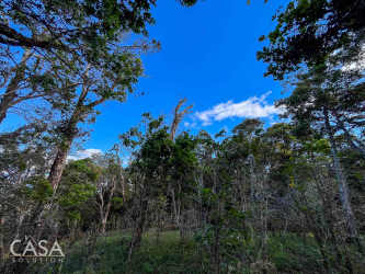 Tall trees dense green foliage tropical land for sale Palmira Boquete Panama
