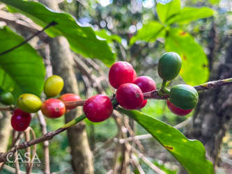 Gravel farm road with greenery leading to coffee land Palmira Boquete