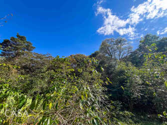 Dense tropical foliage coffee plants mountain land for sale Panama