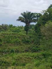 Agricultural Farm Land for Sale in Barú - 1 bedroom