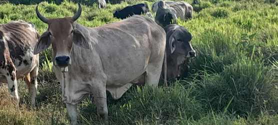 Dense forest trees and rolling ranch hills Baru Chiriquí