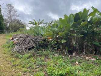 Natural tropical garden landscape with thick greenery on rural Panama land for sale