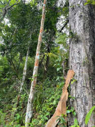 Large agricultural or residential development land with tropical landscape in Coclé Province Panama