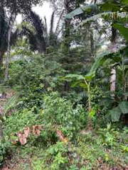 Land for Sale in Penonomé - 0 bedrooms