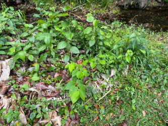 Wooded tropical land with seasonal creek and mature trees in Coclé province Panama