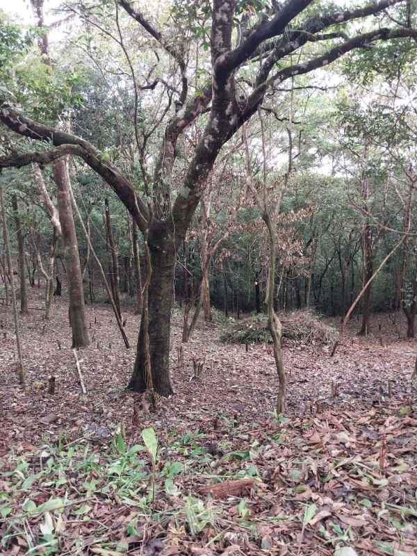 Native forest and sloped terrain in 1 hectare land Cerro Azul Panama sale