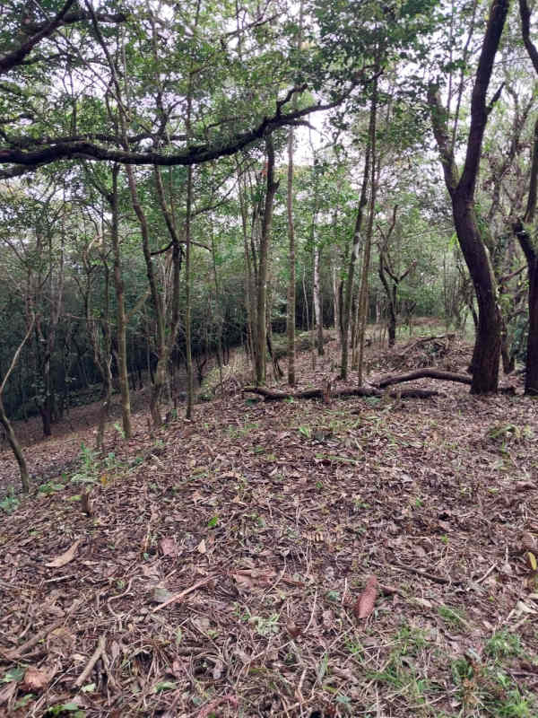 Forested land with slopes and trees ideal for eco-cabin or mountain retreat Panama