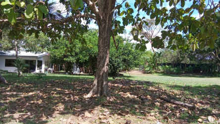 Open green space with palm trees and blue sky near the ocean in Playa Las Lajas Panama estate
