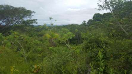 Dense forest canopy with tall green trees, undeveloped land El Higo San Carlos Panama