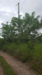 Secluded country dirt road surrounded by trees and overgrown grass in El Higo Panama