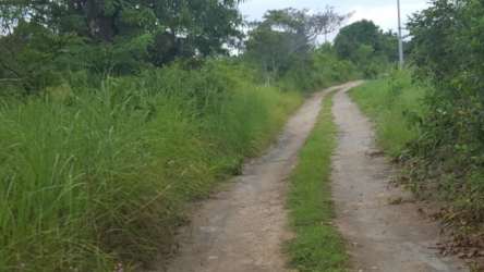 Vacant forest lot with dense foliage for sale in El Higo San Carlos Panama