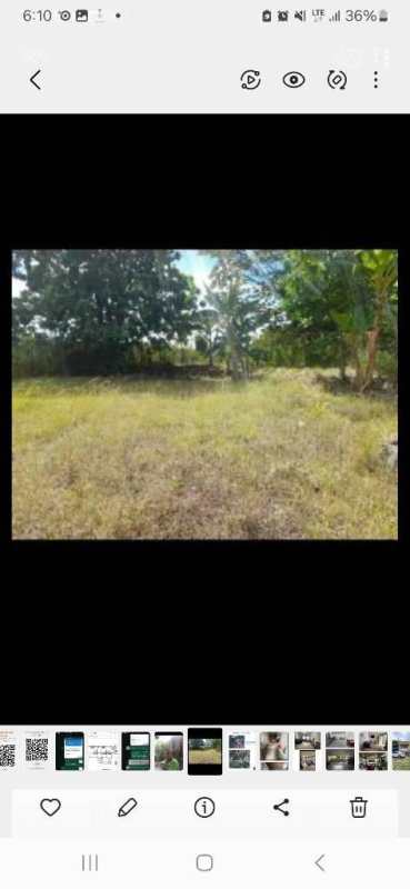 Vacant grass lot with mature trees ready for development Alcalde Díaz 24 de Diciembre Panama