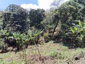 Gently sloped forested land with banana plants and trees at Altos del María La Rioca Panama