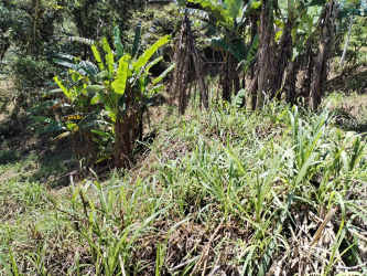 Banana plants and dense greenery with fertile soil on mountain lot in La Rioca Altos del María Panama