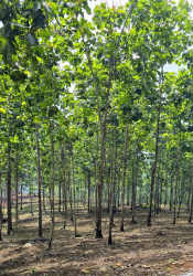 Mature teak trees plantation on farm land Green Dream PTY Panama