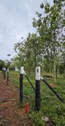 Green open countryside with young trees and fencing at Green Dream PTY Panama